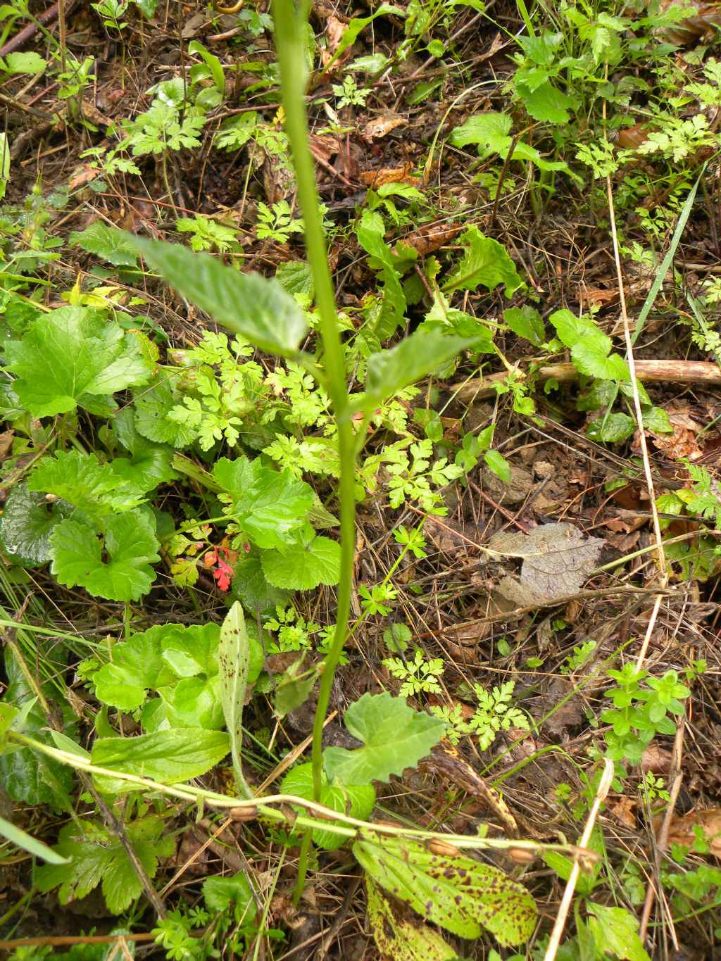 Quale Campanula? Campanula trachelium